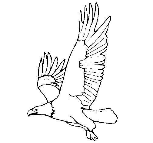 Águila volando