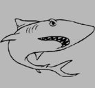 Dibujo Tiburón pintado por CESARE.