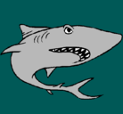 Dibujo Tiburón pintado por jorge