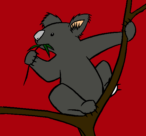 Koala