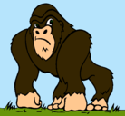 Dibujo Gorila pintado por camilo