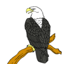 Dibujo Águila en una rama pintado por nicolas
