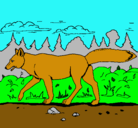 Dibujo Coyote pintado por KEVIN