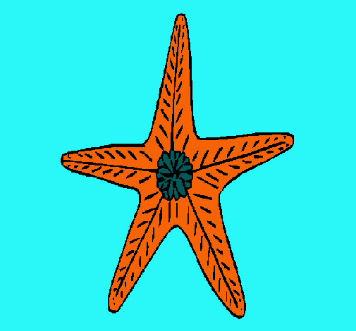 Estrella de mar