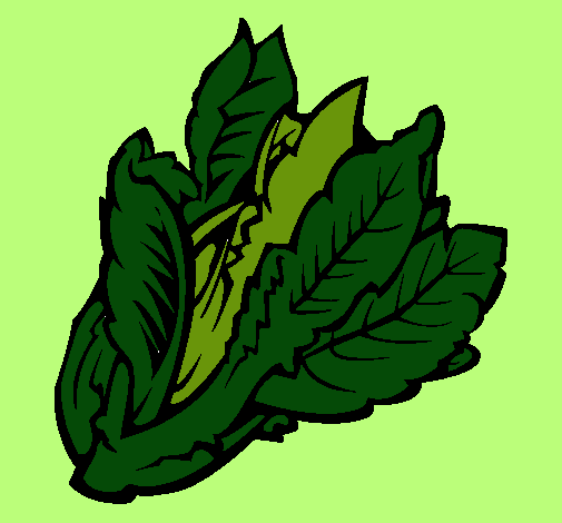 Lechuga II