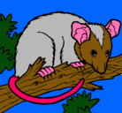 Dibujo Ardilla possum pintado por jeremy