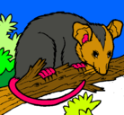 Dibujo Ardilla possum pintado por isabelhurtamontes
