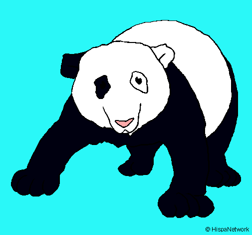 Oso panda