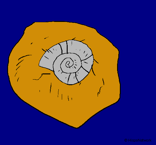 Fósil caracol