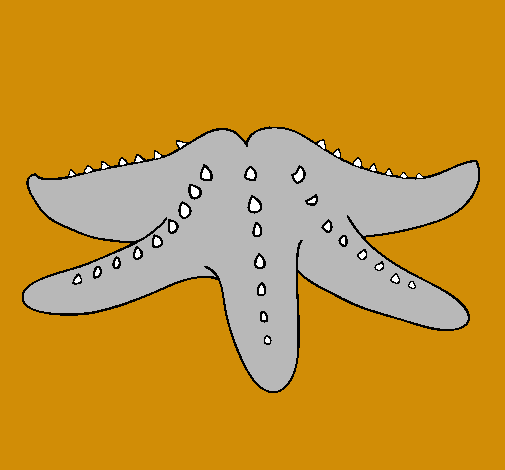 Estrella de mar