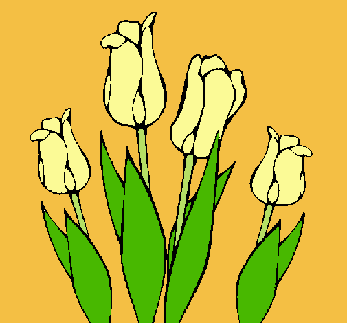 Tulipanes