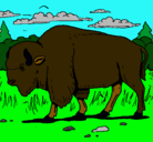 Dibujo Búfalo  pintado por bisonteamericano