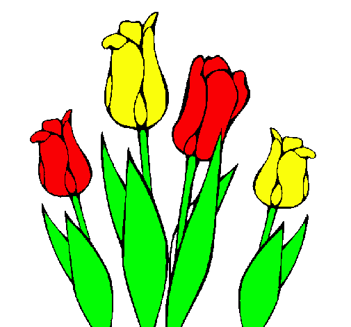 Tulipanes