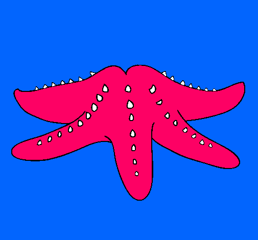 Estrella de mar