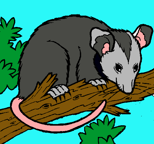 Ardilla possum