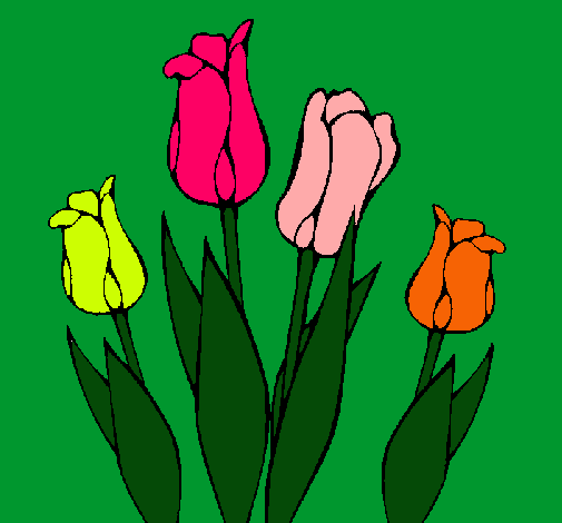 Tulipanes