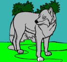 Dibujo Lobo pintado por ignacio