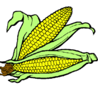 Dibujo Mazorca de maíz pintado por agustina