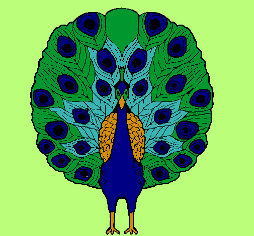 Pavo real