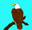 Dibujo Águila en una rama pintado por andi