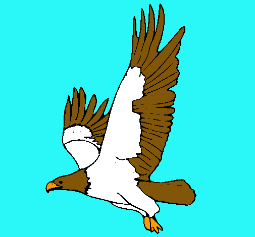 Águila volando