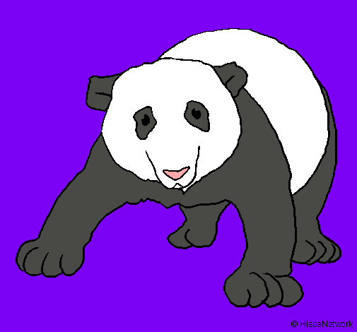 Oso panda