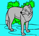 Dibujo Lobo pintado por danielandres
