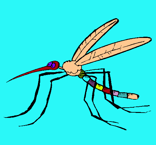 Mosquito