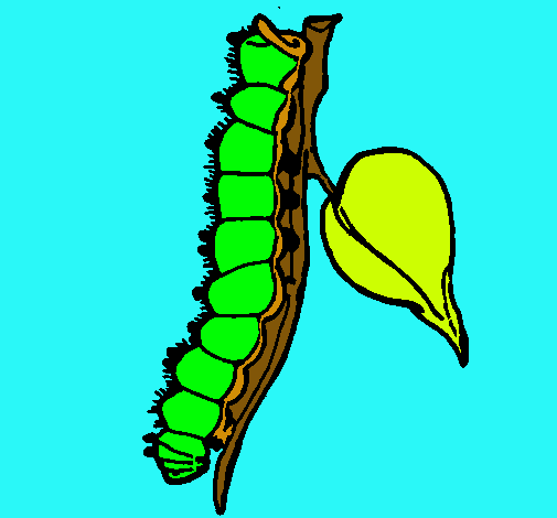 Oruga