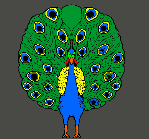 Pavo real