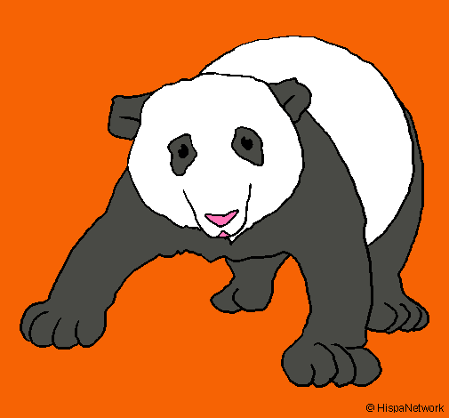 Oso panda