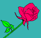 Dibujo Rosa pintado por piolin
