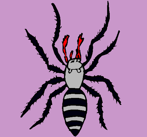 Araña tigre