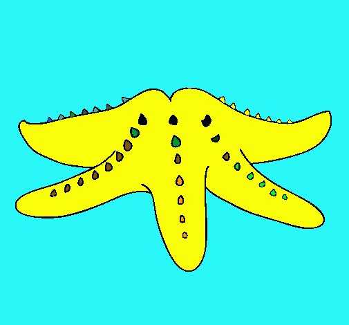 Estrella de mar