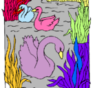 Dibujo Cisnes pintado por LUISA