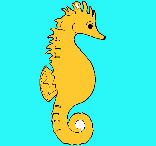 Caballito de mar