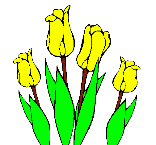 Tulipanes