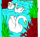 Dibujo Cisnes pintado por abrilgarcia