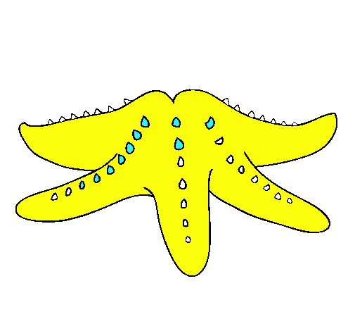 Estrella de mar