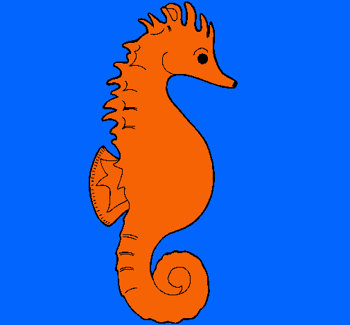 Caballito de mar