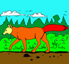 Dibujo Coyote pintado por aileen