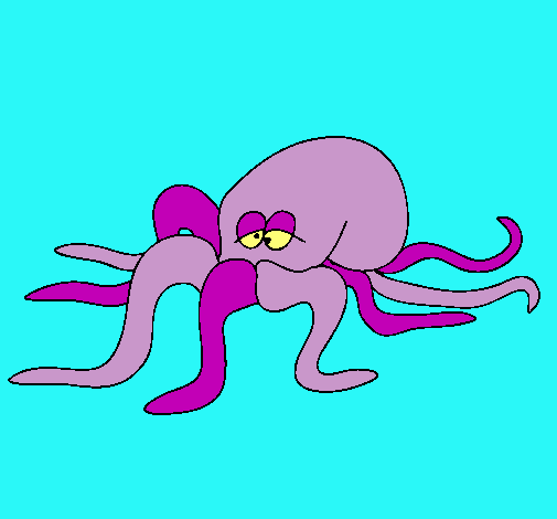 Pulpo