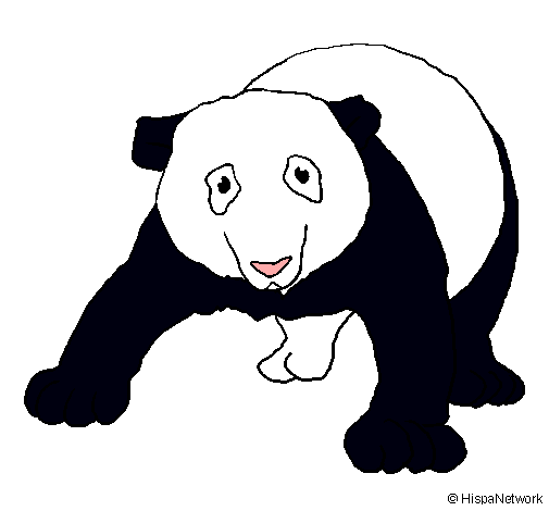 Oso panda