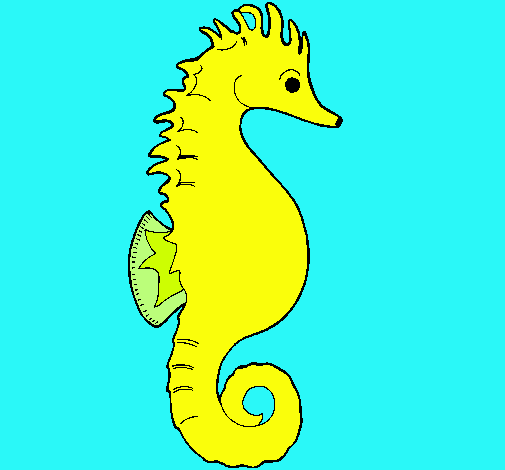 Caballito de mar