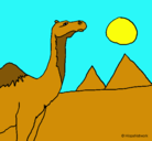 Dibujo Camello pintado por iman