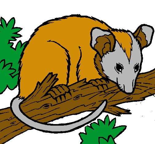 Ardilla possum