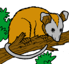 Dibujo Ardilla possum pintado por abrahaqm