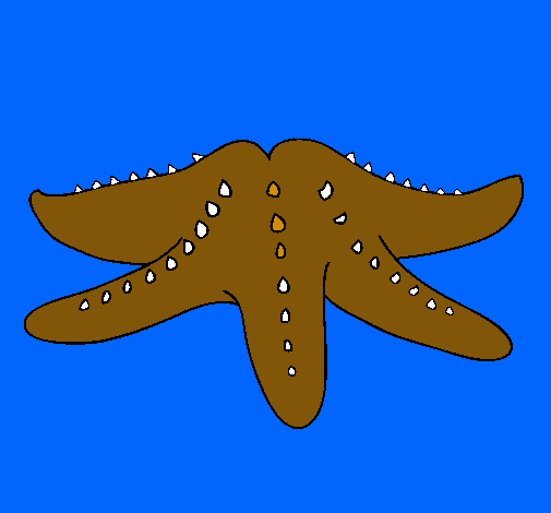 Estrella de mar