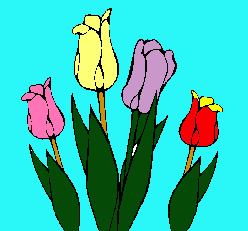 Tulipanes