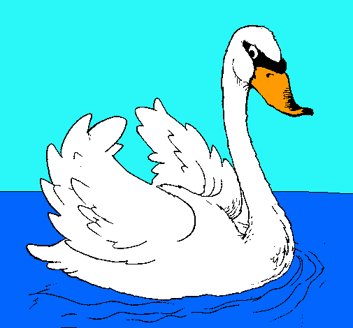 Cisne en el agua